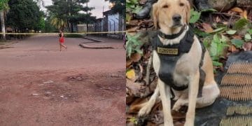 ‘Happy’, perro antiexplosivo del Ejército, murió luego que disidencias activaran un artefacto en el Meta