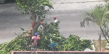 ‘El colmo’ ¡El cambio climático golpeando al mundo, y en Barranquilla talando los pocos árboles! 