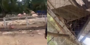 Filtran video del zoológico que había dentro de la cárcel de Tocorón, Venezuela