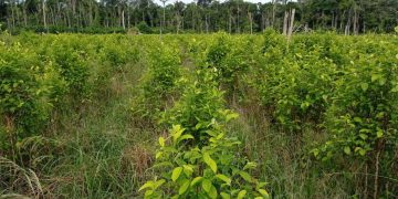Alarmante crecimiento de producción de coca en Colombia llega a 230.000 hectáreas