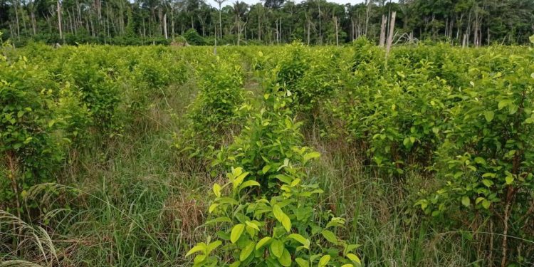 Alarmante crecimiento de producción de coca en Colombia llega a 230.000 hectáreas