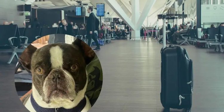 Mujer abandonó a su perro en un aeropuerto porque la aerolínea no la dejó viajar con él
