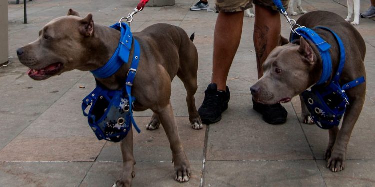 Conozca cuáles razas de perros deben usar bozal en Colombia de manera obligatoria. Eviten costosas multas