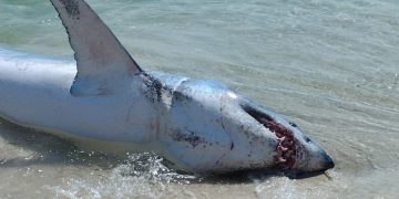 Bañistas arriesgan sus vidas para salvar a inmenso tiburón varado en Pensacola Beach