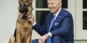 Expulsan al perro de los Biden de la Casa Blanca por morder a varios agentes