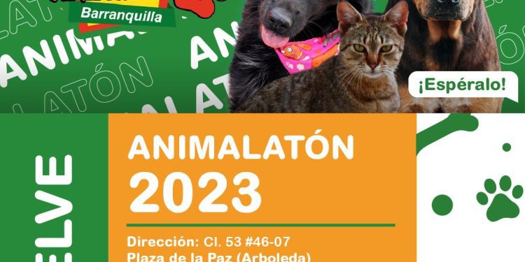 Animalatón Barranquilla de vuelta