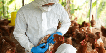 ICA confirmó presencia de influenza aviar en aves de traspatio en Ponedera