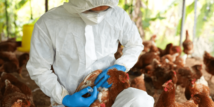ICA confirmó presencia de influenza aviar en aves de traspatio en Ponedera