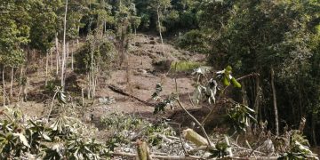 Frenar la deforestación del Amazonas está en el núcleo de la garantía de los derechos humanos: Procuradora General