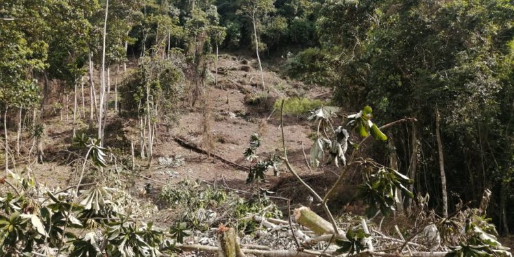 Frenar la deforestación del Amazonas está en el núcleo de la garantía de los derechos humanos: Procuradora General