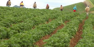 Mantendremos una vigilancia constante sobre el desarrollo de la Reforma Rural Integral y la jurisdicción agraria: Procuradora