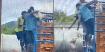 Aguacero en Cartagena: saquean cargamento de pollos en zona industrial de Mamonal