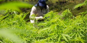 Aprobado en tercer debate proyecto que regula el cannabis de uso adulto