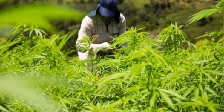 Aprobado en tercer debate proyecto que regula el cannabis de uso adulto