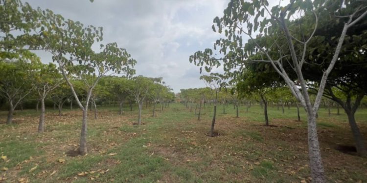 Bosques urbanos, la apuesta de Barranquilla para combatir el cambio climático
