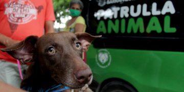 Gran jornada de bienestar animal ‘Adoptar es salvar’, este sábado en la Plaza de la Paz