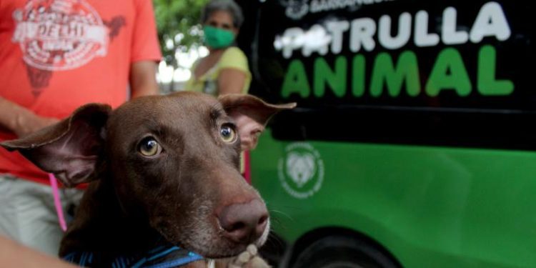 Gran jornada de bienestar animal ‘Adoptar es salvar’, este sábado en la Plaza de la Paz