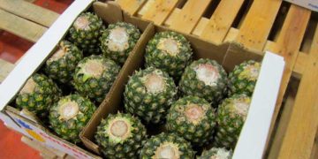 Camuflan 63 kilos de cocaína en piñas falsas en el puerto de Cartagena