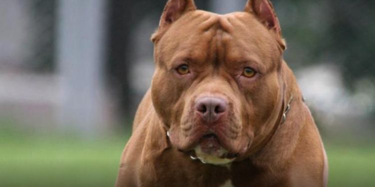 ICBF a rendir informe por muerte de menor de edad por ataque de perro pitbull en Hogar Sustituto en Villamaría (Caldas)