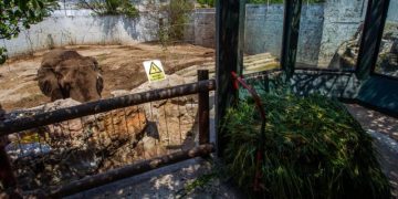 Zoológico de Barranquilla sería trasladado al lado de Ecoparque de la Ciénaga de Mallorquín