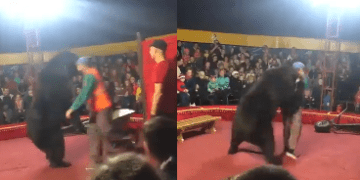 Oso atacó a su domador en pleno show de circo