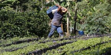 $26 billones en créditos agropecuarios fueron aprobados para 2024, anuncia MinAgricultura