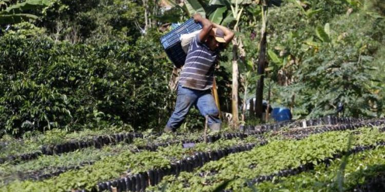 $26 billones en créditos agropecuarios fueron aprobados para 2024, anuncia MinAgricultura
