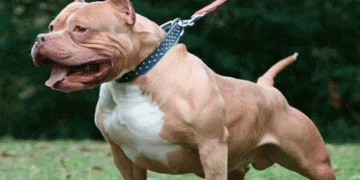 Por presunta omisión de funciones en caso de menor atacada por perro pitbull, Procuraduría abrió investigación al alcalde de Villa maría, Caldas