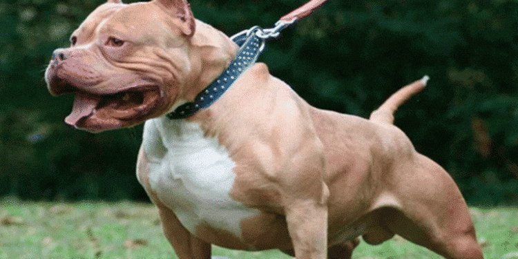 Por presunta omisión de funciones en caso de menor atacada por perro pitbull, Procuraduría abrió investigación al alcalde de Villa maría, Caldas