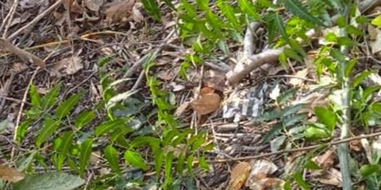 Hallan cuerpo de hombre sin vida en zona enmontada del barrio Mesolandia en Malambo