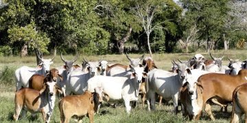 Ganaderos del Caribe reportan una reducción del 20% de la leche