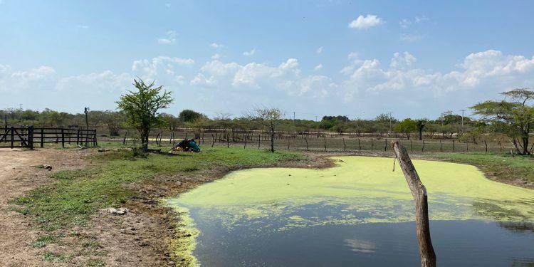 6.300 reses han muerto en 45 días en la Costa por sequía