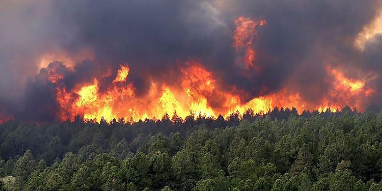 Alerta por incendios forestales aumenta en Colombia: 681 municipios en riesgo