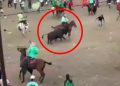 Indignación por video de toro corneando un caballo en corralejas: animal habría muerto