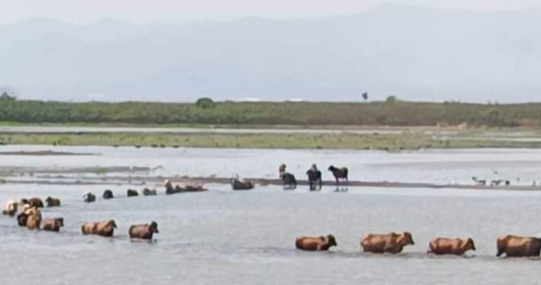 Preocupa porque se seca el Embalse del Guájaro: Pescadores enfrentan crisis por falta de peces