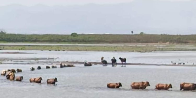 Preocupa porque se seca el Embalse del Guájaro: Pescadores enfrentan crisis por falta de peces