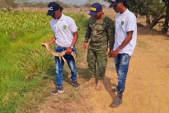 Armada de Colombia recupera y libera 66 especies de fauna silvestre