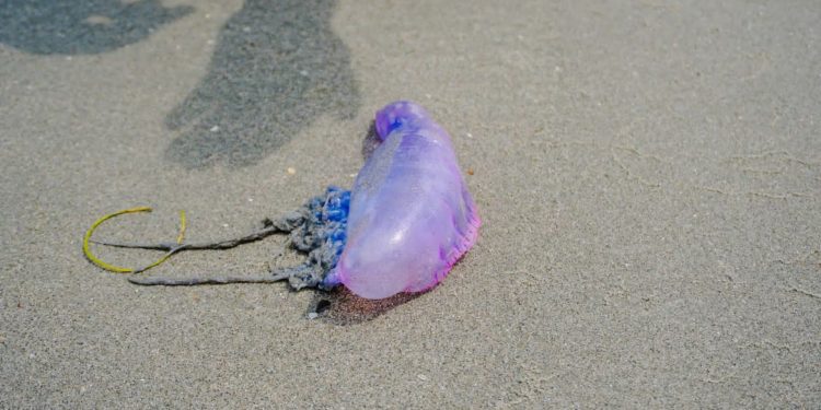 Fragata Portuguesa picó a un turista en las playas de Bocagrande, Cartagena