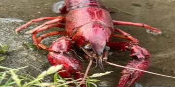 Alerta por especie invasora: peligro en su consumo y manipulación, advierte la CAR