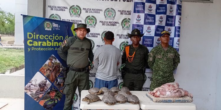 Capturan a un sujeto transportando 30 hicoteas y carne de ponche por las vías de Magangué