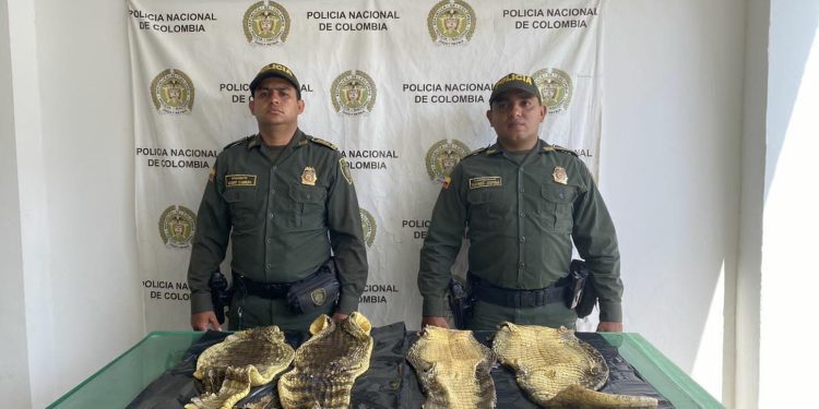 Incautan 213 kilogramos de pescado por no cumplir con la talla mínima de comercialización en el Atlántico