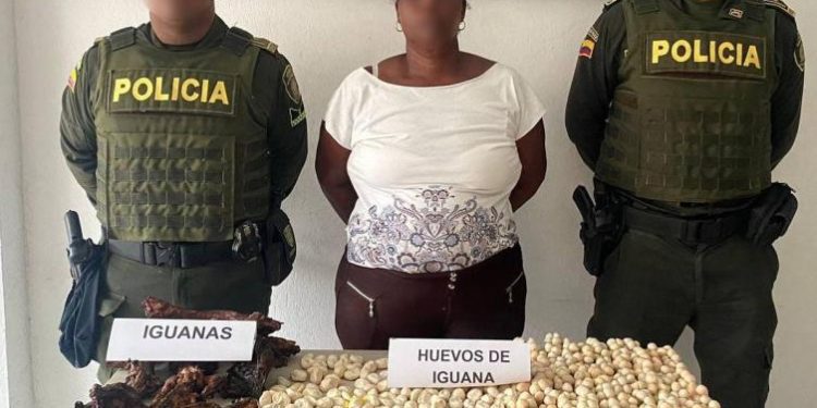 Comercializar iguanas ahumadas en Barú y fue capturada por la Policía