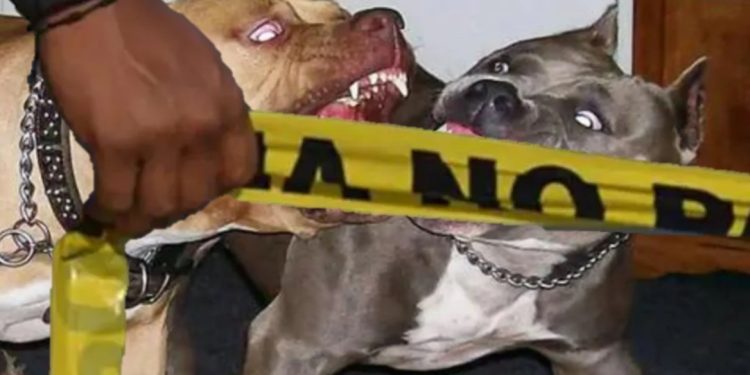 Muere bebé de 15 meses en Italia al ser atacado por dos pitbulls