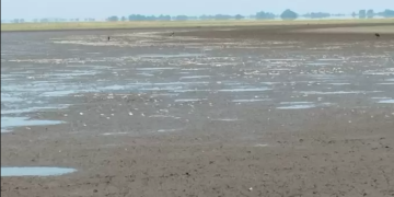 Mortandad de peces en La Mojana despierta preocupación por impacto del cambio climático