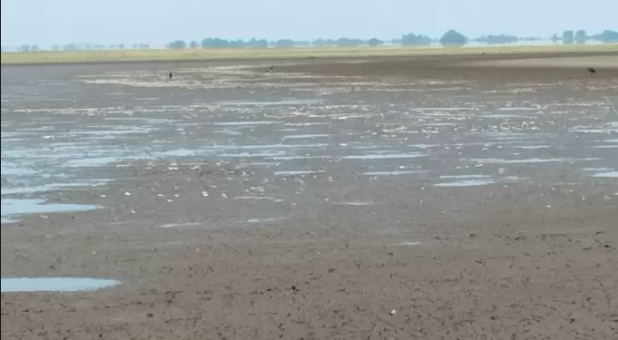 Mortandad de peces en La Mojana despierta preocupación por impacto del cambio climático