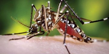 OPS alerta por incremento de casos de dengue en las Américas: Más de 3,5 millones de casos y 1.000 muertes este año