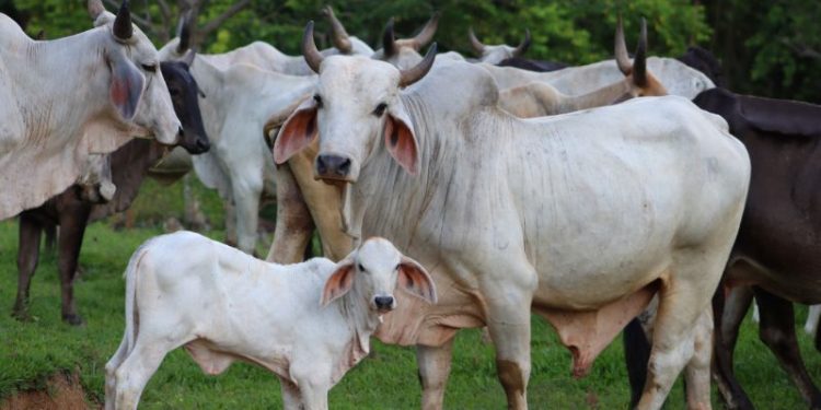 Más de 13 mil reses han muerto debido a la escasez de agua entre Atlántico, Magdalena y La Guajira