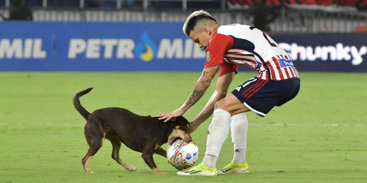 Dimayor sancionó a Junior con $6 millones por ingreso del perro a la cancha en partido contra Envigado
