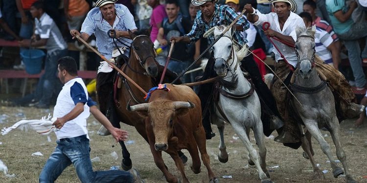 ¿Qué pasará con las corralejas en la Costa tras la prohibición de las corridas de toros?