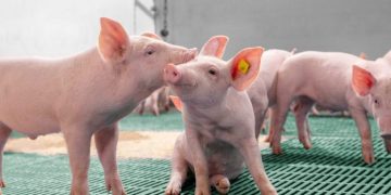 ¿Qué medidas se deben tomar para asegurar la calidad del consumo de carne de cerdo?